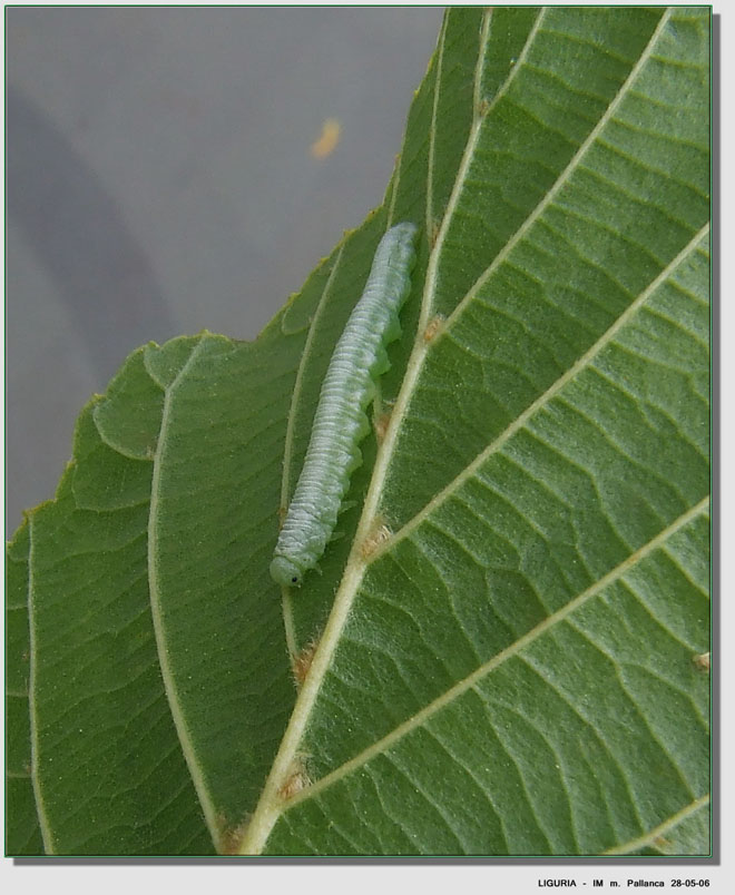 Larva di Tenthredinidae